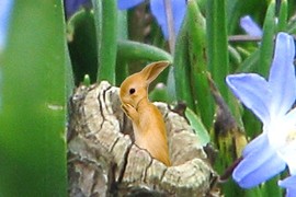 Gold bunny