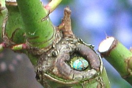 egg
