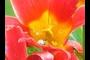 superclose tulips