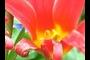 floral stucture