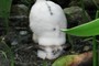 Rabbits Foot
