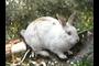 Bunny in the crack #5