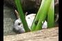 Hiding behind a weed.  #7