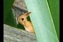 Between the log and plant frond. #9