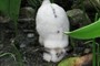 1 Bunny