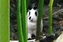 2 Bunnies