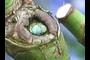 egg1