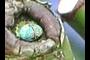 egg