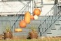 fall harvest