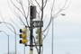 Honey  Locust
