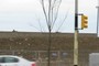 Triumph Elm