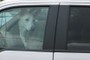 White German Shepherd