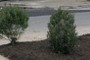 Inkberry Holly