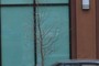 Bald Cypress