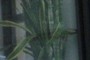 matt's plant