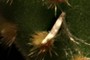 little seed