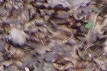 110525-210x140