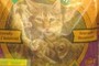cat food