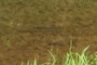 Two fish