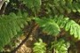 Fern