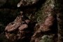 lichen
