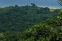 Gombe's Beautiful Forest