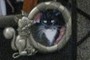Cat &amp; Mouse