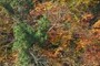 Autumn Colors