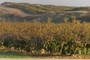 Fig Trees