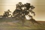 Tree in the setting sun 
