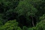 Chimp Habitat