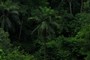 Oil Palm Tree