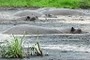 Hippos at Home, Katavi National Park