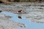 African Jacana