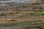Spur-Winged Plover