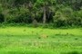 another impala