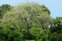 Fuzzy Tree