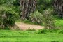 A dirt path