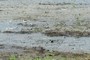A bird in the mud.