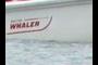 Boston Whaler