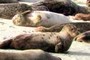 Resting harbor seals