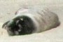 seal pup