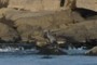 Blue Heron