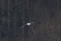 Pterodactyl