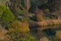 Pond