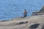 The Lone Fisherman