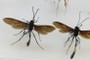 Wasps