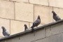 Pigeons