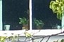 Plants in the apartment