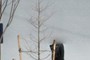 Bald Cypress